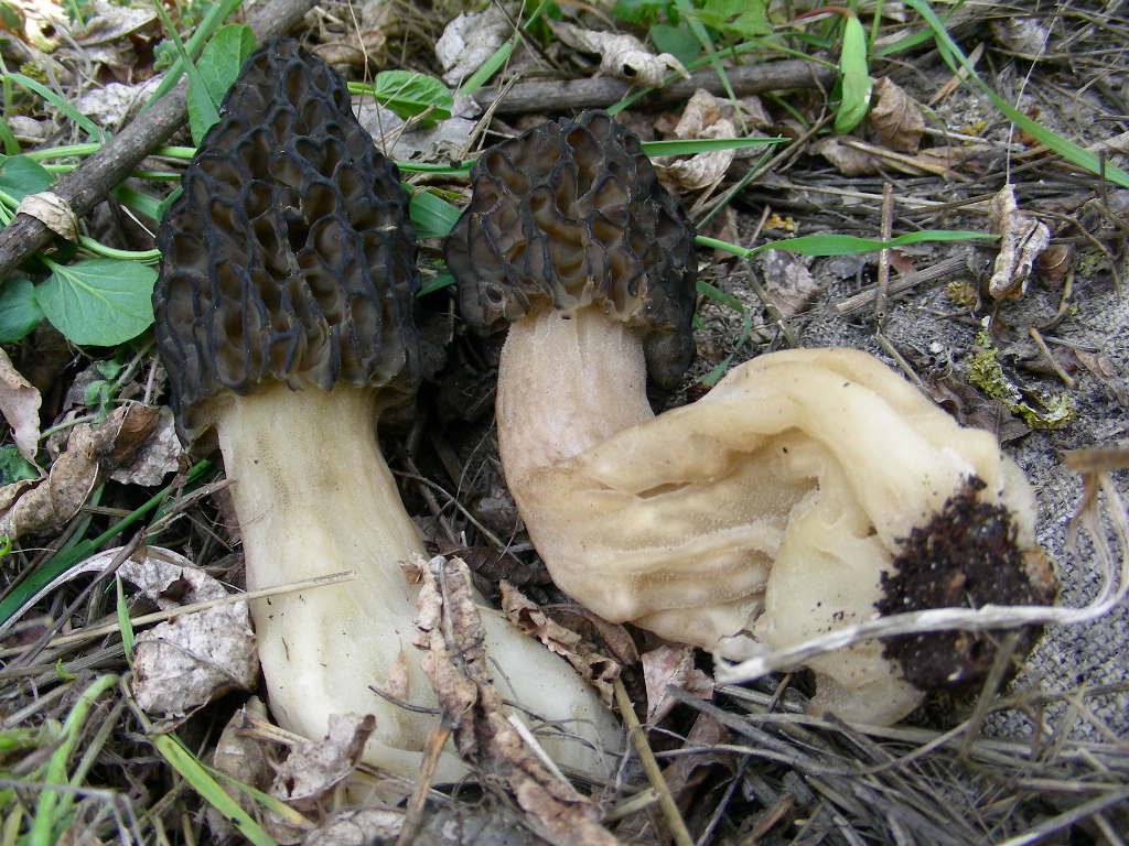 Funghi primaverili ...